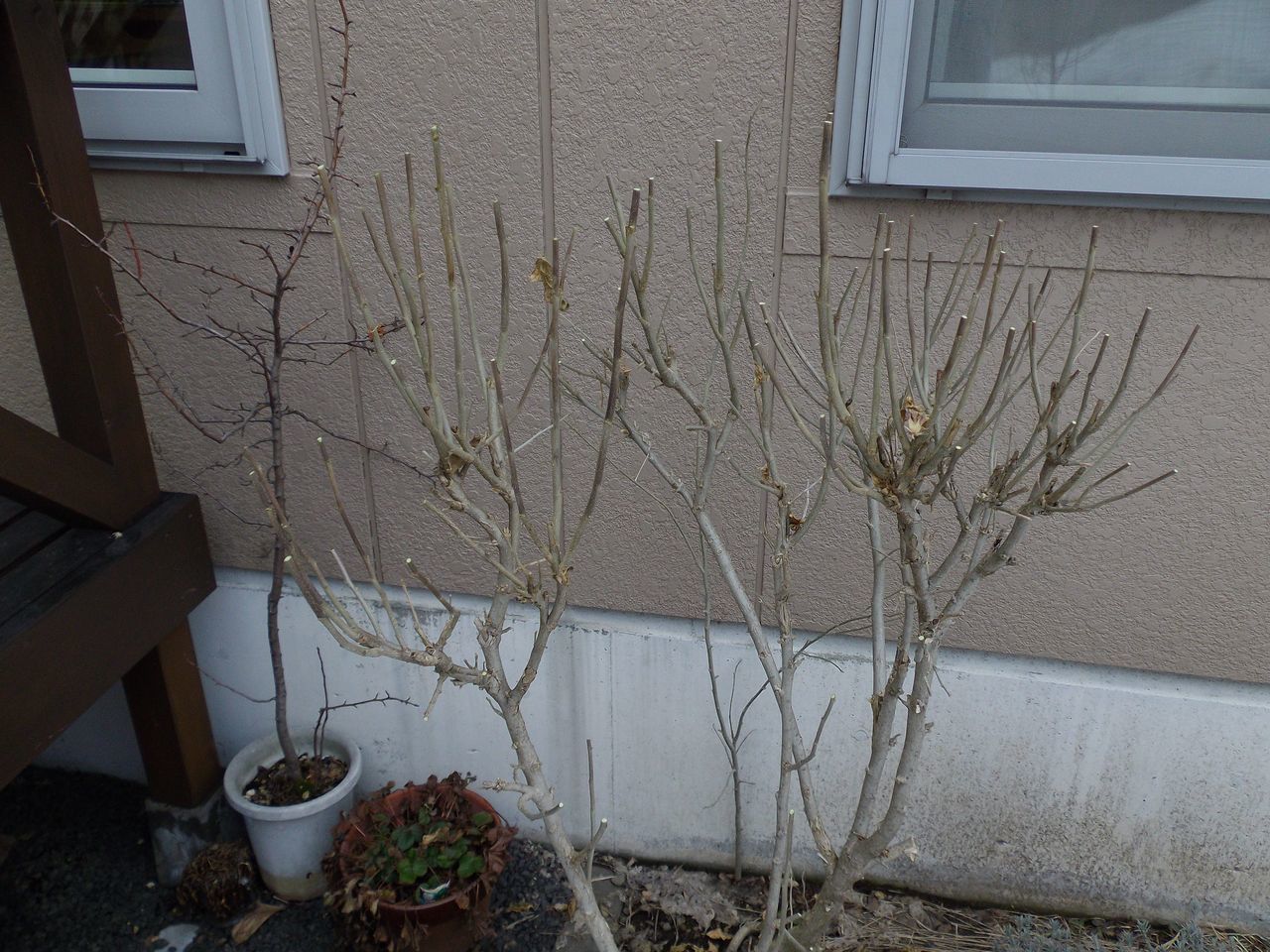 庭の植物も動き出した_c0025115_21342023.jpg