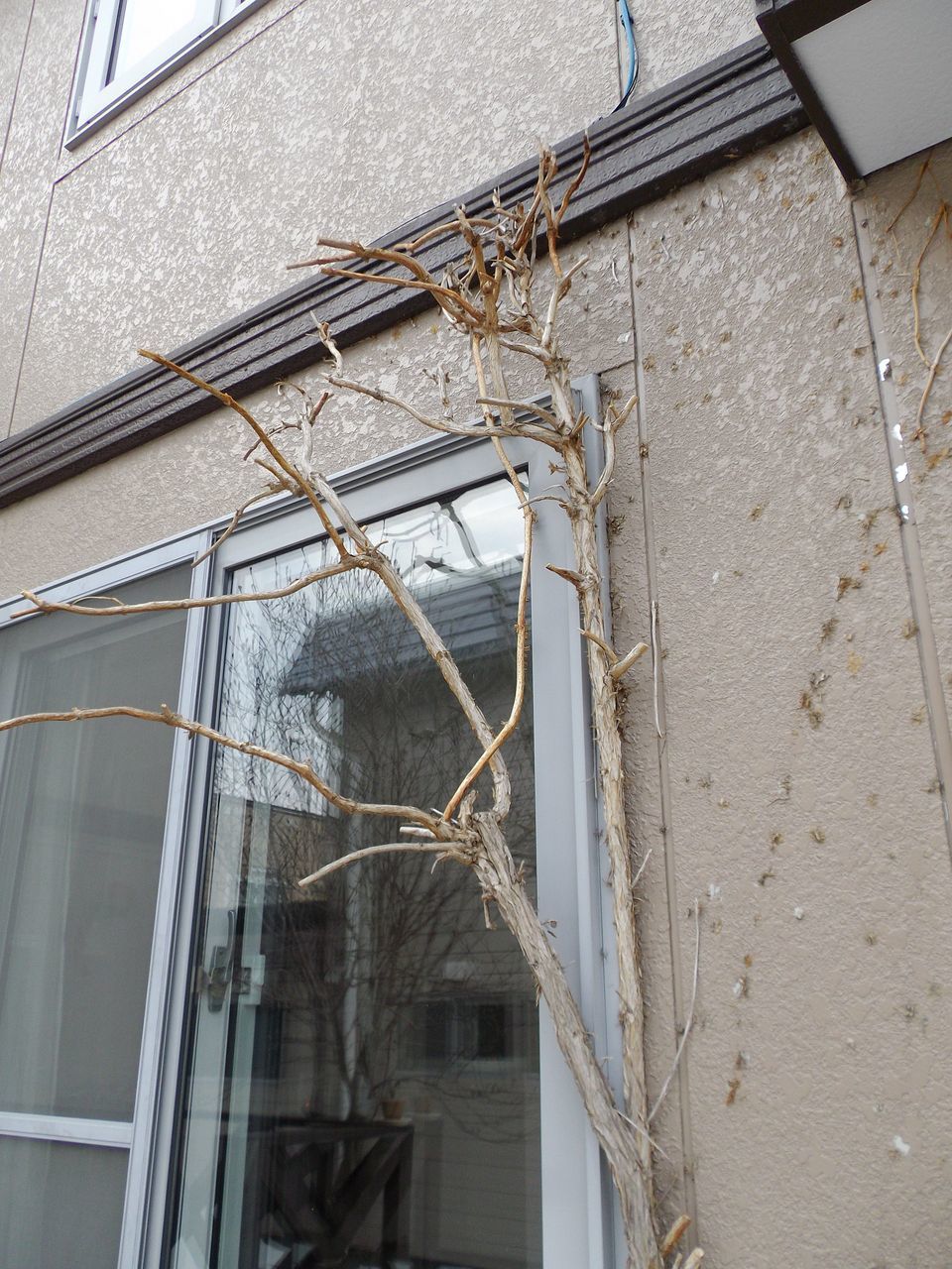 庭の植物も動き出した_c0025115_21342427.jpg
