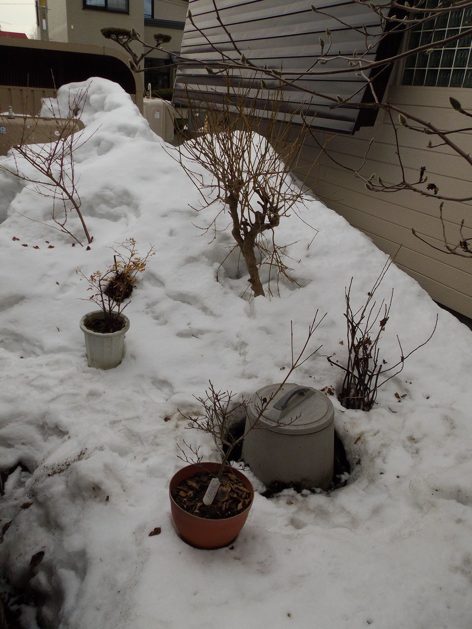 庭の植物も動き出した_c0025115_21383860.jpg