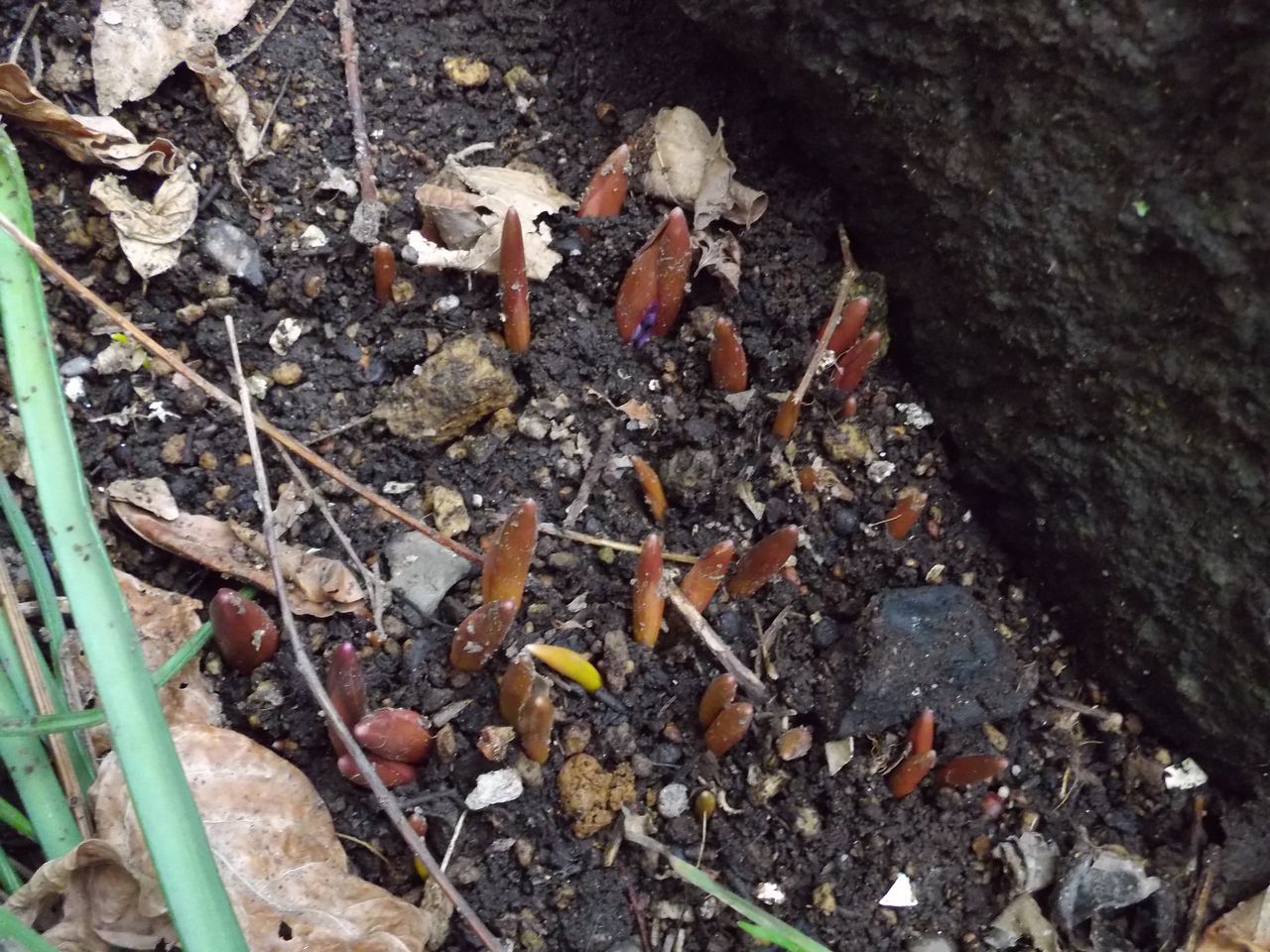 庭の植物も動き出した_c0025115_21384793.jpg