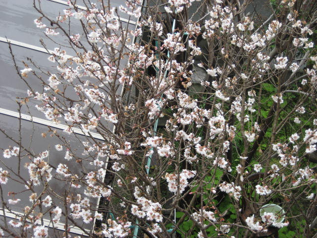 f0139520_16513738.jpg