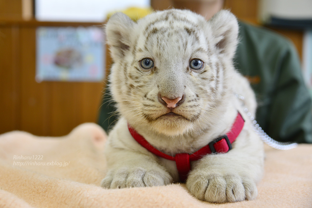 2015.3.15 東武動物公園☆ホワイトタイガーの赤ちゃん【White tiger babies】_f0250322_2111193.jpg