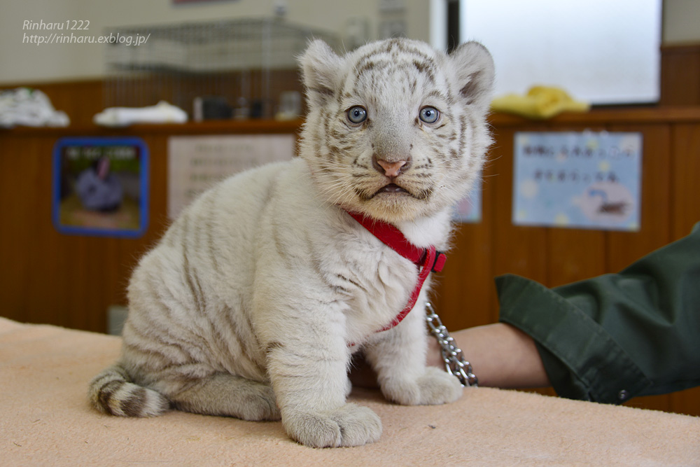 2015.3.15 東武動物公園☆ホワイトタイガーの赤ちゃん【White tiger babies】_f0250322_21123.jpg