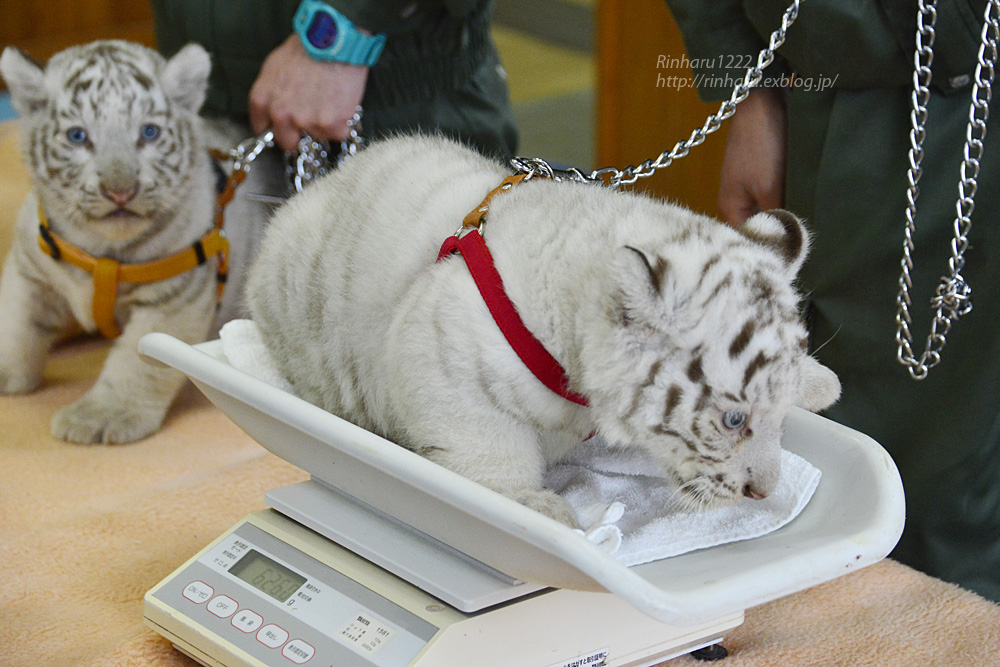 2015.3.15 東武動物公園☆ホワイトタイガーの赤ちゃん【White tiger babies】_f0250322_2112775.jpg