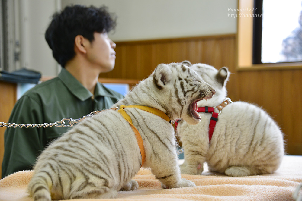 2015.3.15 東武動物公園☆ホワイトタイガーの赤ちゃん【White tiger babies】_f0250322_211641.jpg