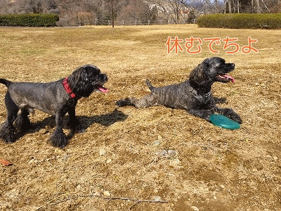 f0326925_17443778.gif
