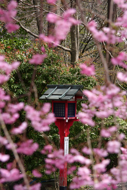 鷹峯・常照寺（後編）_b0169330_1865231.jpg