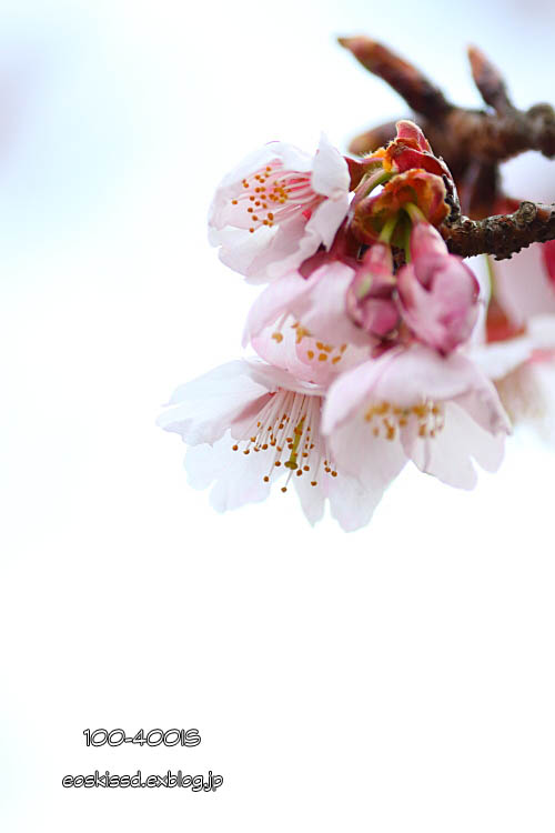 《花》　寒桜（1）　55-250mm　（振興センター）_c0080036_0493255.jpg