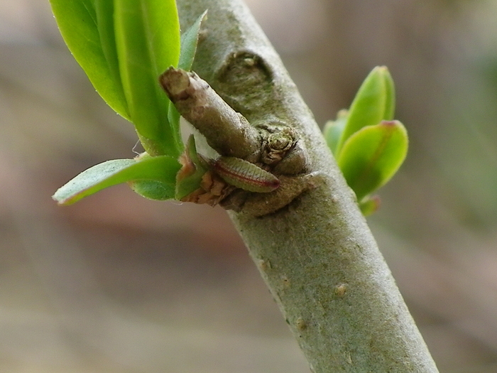 ウラゴマダラシジミ幼虫達 庭にて_d0254540_1752541.jpg