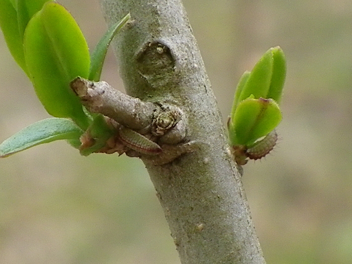 ウラゴマダラシジミ幼虫達 庭にて_d0254540_17555492.jpg