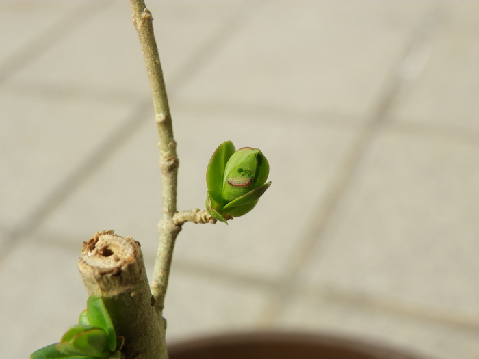 ウラゴマダラシジミ幼虫達 庭にて_d0254540_182815.jpg
