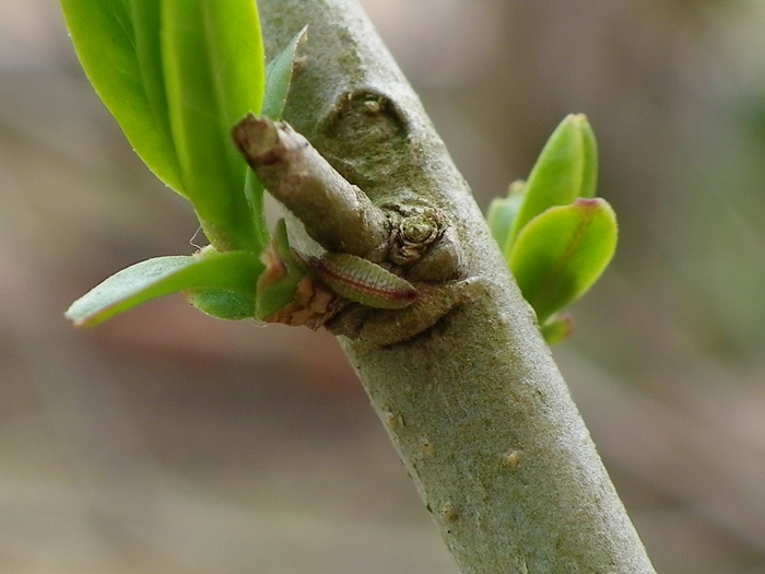 ウラゴマダラシジミ幼虫　3月8日（日）庭のイボタノキにて_d0254540_901832.jpg