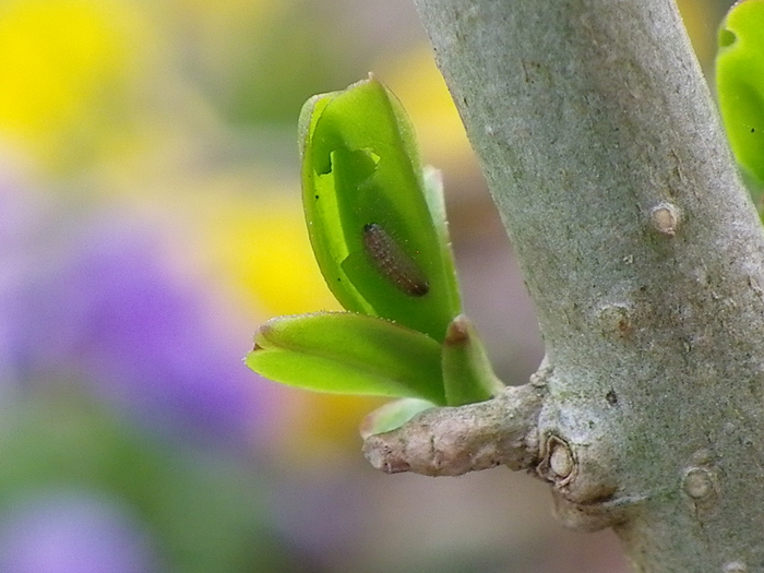 ウラゴマダラシジミ幼虫　3月8日（日）庭のイボタノキにて_d0254540_903049.jpg