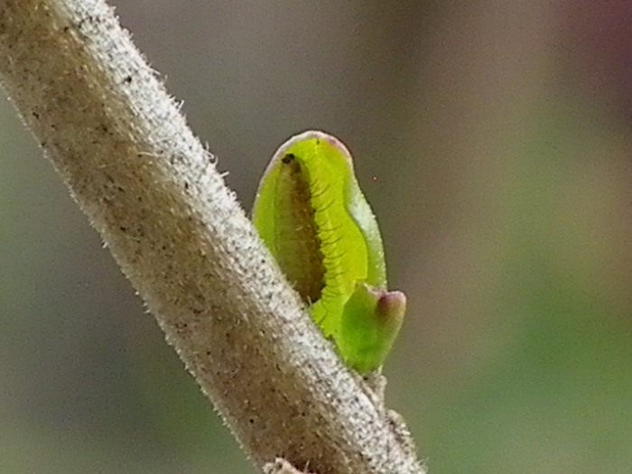 ウラゴマダラシジミ幼虫　3月8日（日）庭のイボタノキにて_d0254540_904126.jpg