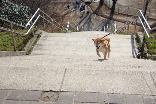 賑やかさや梅の香りや_f0245650_11142900.jpg