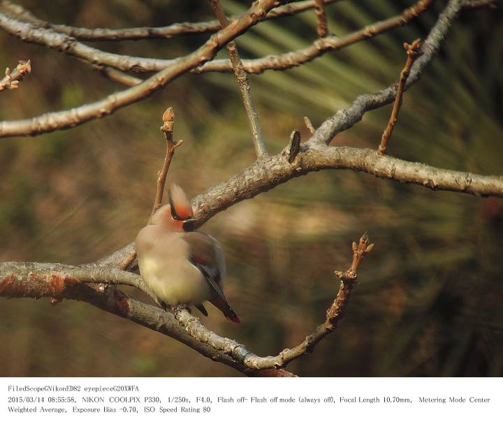 秋ヶ瀬公園・ピクニックの森 2015.3.14(1)_c0062451_15264641.jpg