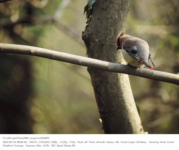 秋ヶ瀬公園・ピクニックの森 2015.3.14(1)_c0062451_1534538.jpg