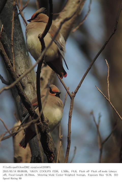 秋ヶ瀬公園・ピクニックの森 2015.3.14(1)_c0062451_15354293.jpg