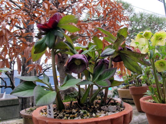 c0147952_9283648.jpg