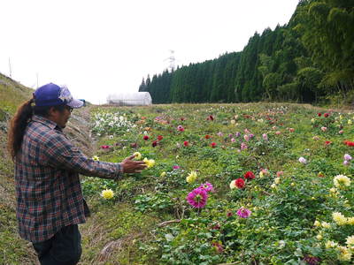 ダリアは実は、6月から11月まで楽しめるとってもお得な花なんですよ!!_a0254656_1651599.jpg