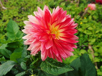 ダリアは実は、6月から11月まで楽しめるとってもお得な花なんですよ!!_a0254656_17122639.jpg