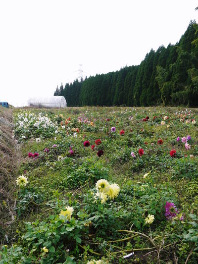 ダリアは実は、6月から11月まで楽しめるとってもお得な花なんですよ!!_a0254656_17323723.jpg