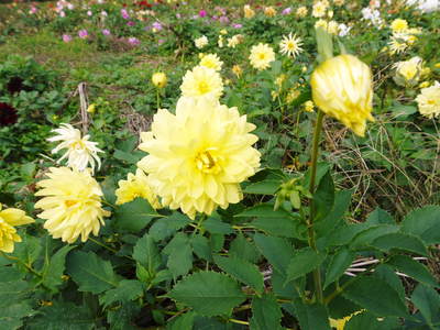 ダリアは実は、6月から11月まで楽しめるとってもお得な花なんですよ!!_a0254656_17745100.jpg