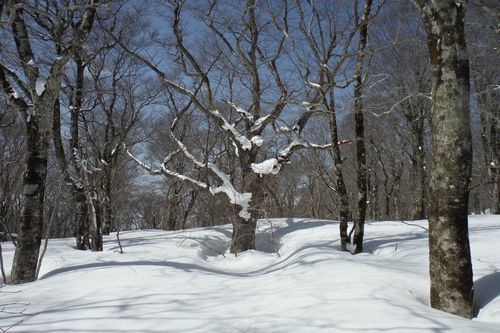 ブナの会で北泉ケ岳へ_c0294658_19401697.jpg