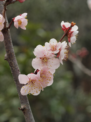 早春の鎌倉を歩きました（瑞泉寺）_b0112263_1355201.jpg