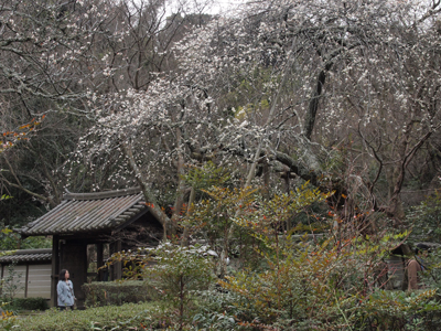 早春の鎌倉を歩きました（瑞泉寺）_b0112263_1355211.jpg