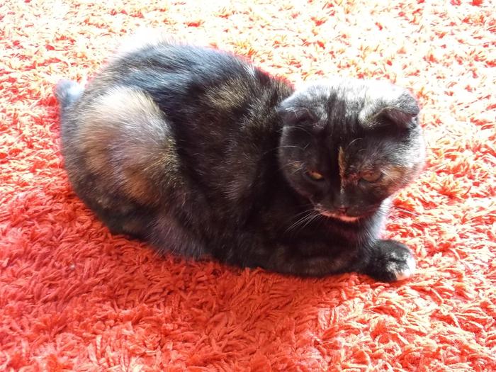 猫 に関連したことわざ 名言の英語例文 ネコと文学と猫ブンガク 猫 に関連したことわざ 名言の英語例文 ネコと文学と猫ブンガク