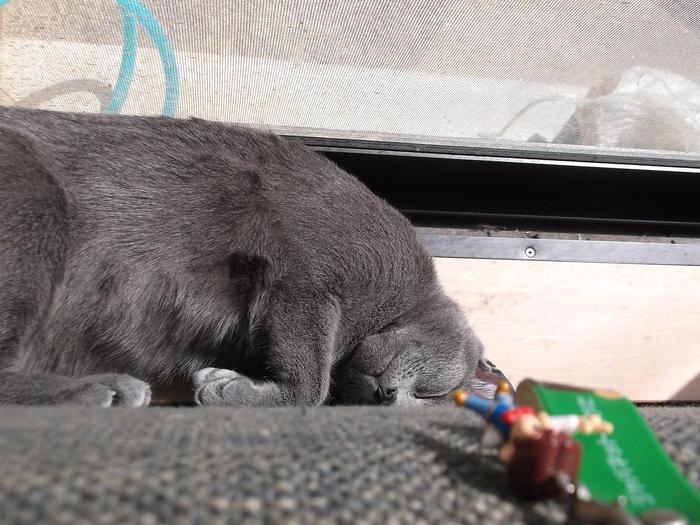 猫 に関連したことわざ 名言の英語例文 ネコと文学と猫ブンガク