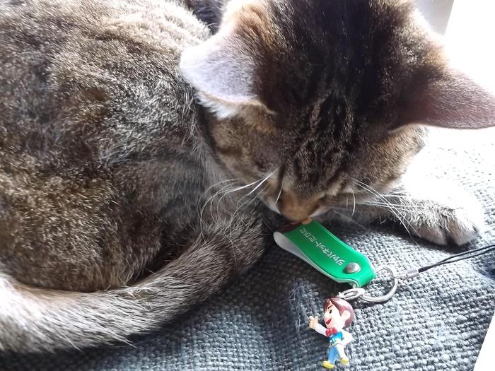 猫 に関連したことわざ 名言の英語例文 ネコと文学と猫ブンガク 猫 に関連したことわざ 名言の英語例文 ネコと文学と猫ブンガク