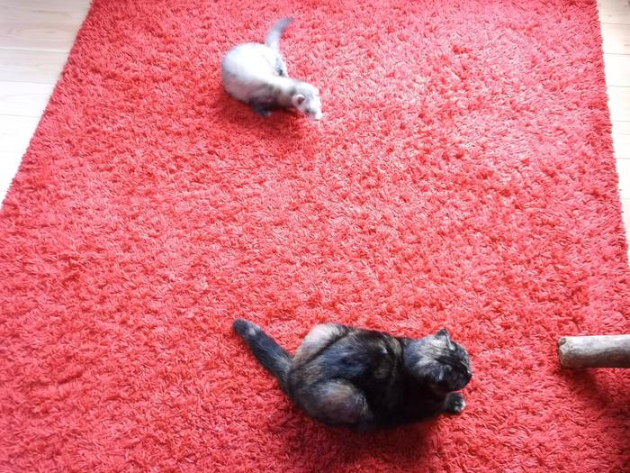 猫 に関連したことわざ 名言の英語例文 ネコと文学と猫ブンガク