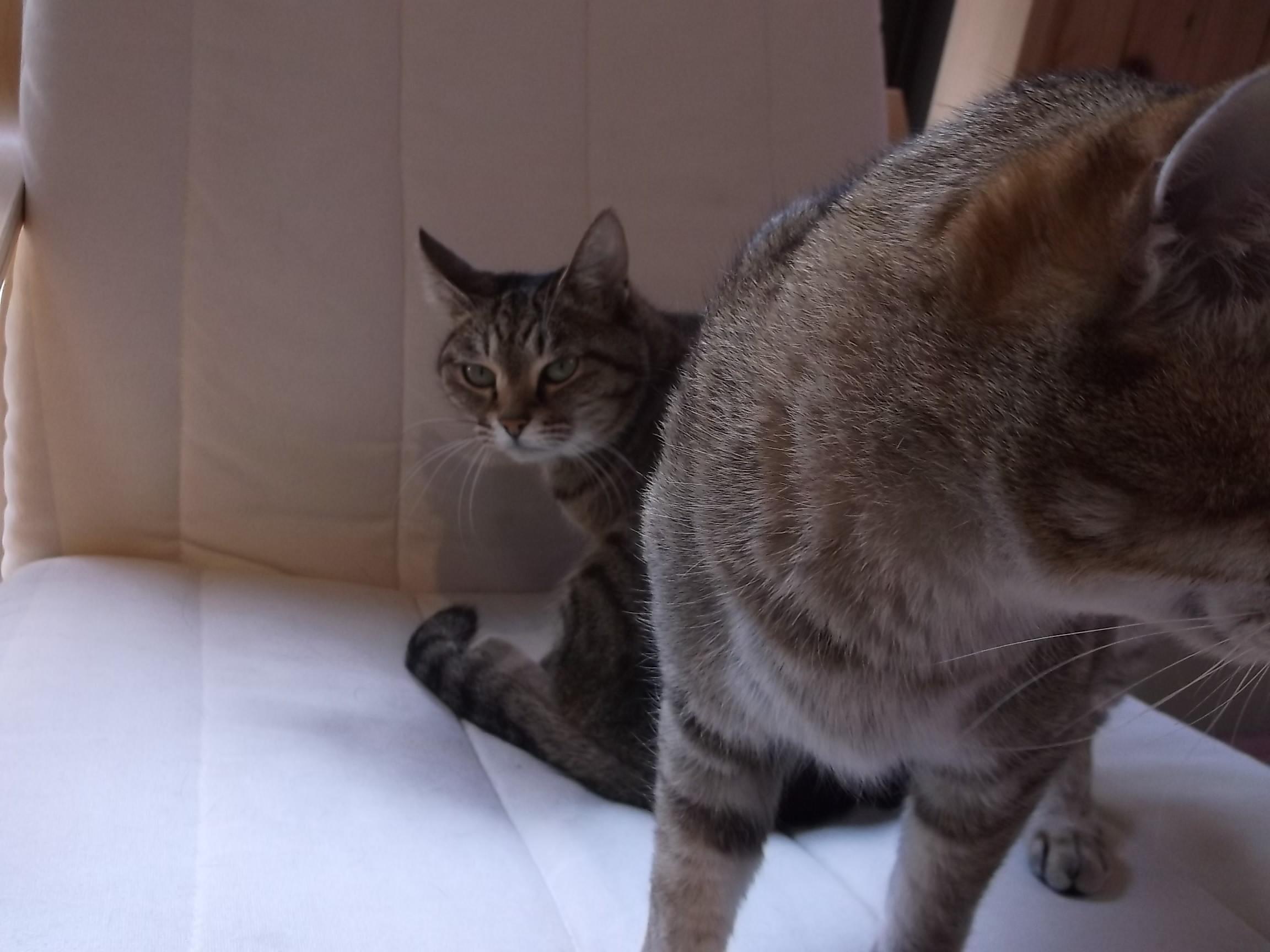 猫 に関連したことわざ 名言の英語例文 ネコと文学と猫ブンガク