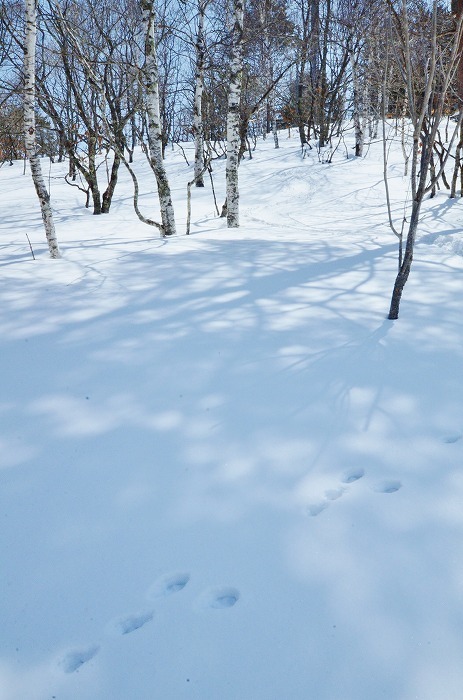 ウサギの散歩道_b0341869_13054126.jpg