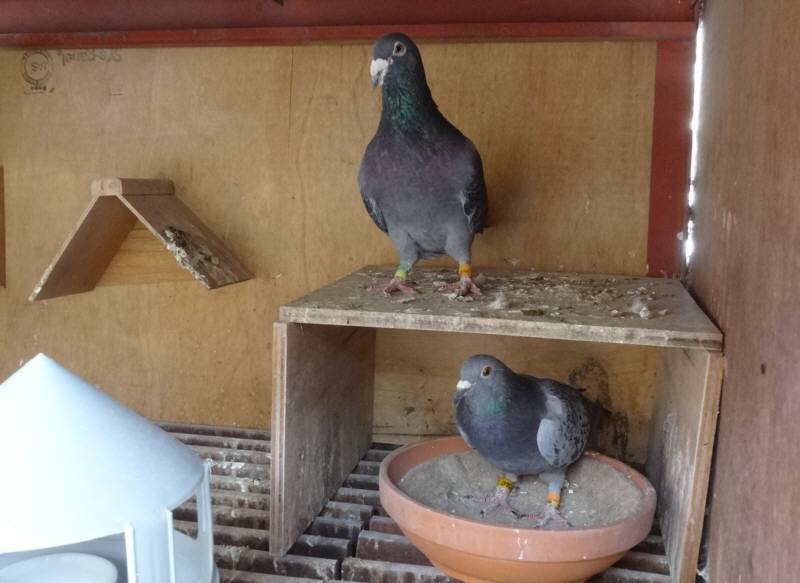 鳩 ブログ レース