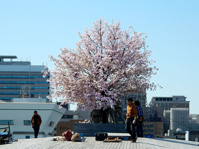 横浜大桟橋に桜が咲いた？_c0326676_18485449.jpg