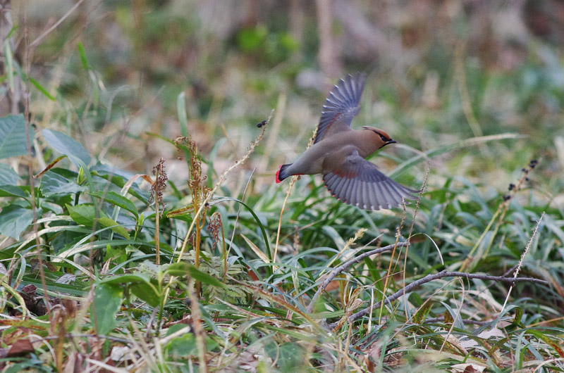 まだしばらくは。。。鳥っ？(^^;;　　20150315_a0338085_1933637.jpg