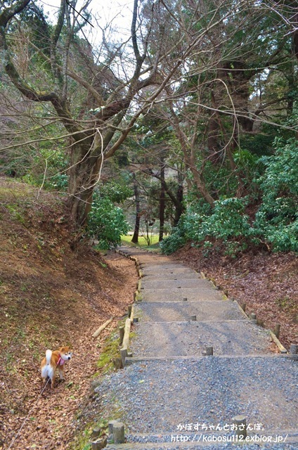 春ですよ_a0126590_06533466.jpg