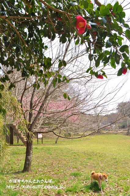 春ですよ_a0126590_06543266.jpg