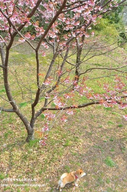 春ですよ_a0126590_06544605.jpg