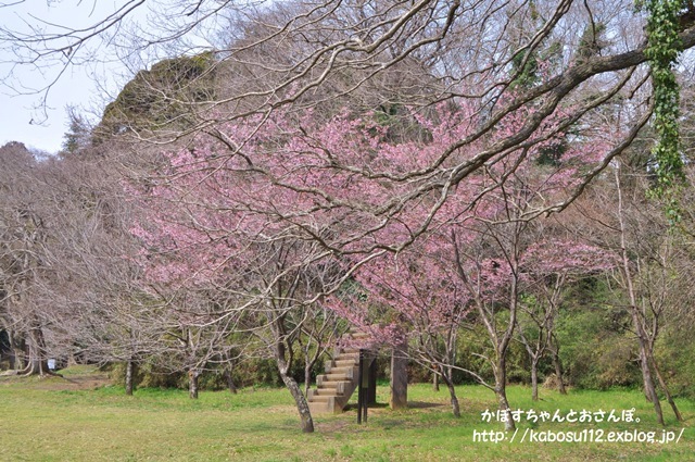 春ですよ_a0126590_06553586.jpg