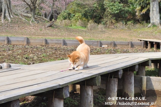 春ですよ_a0126590_06555096.jpg
