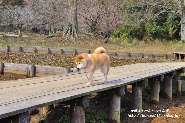 春ですよ_a0126590_06561065.jpg