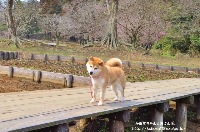 春ですよ_a0126590_06562633.jpg