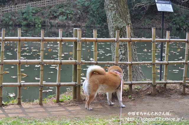 春はまぼろし_a0126590_23122173.jpg