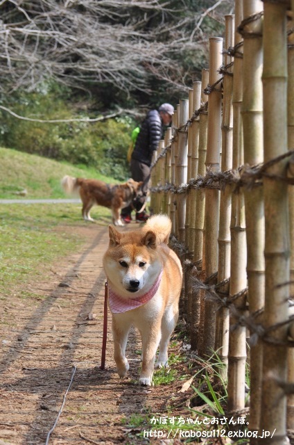 春はまぼろし_a0126590_23123612.jpg