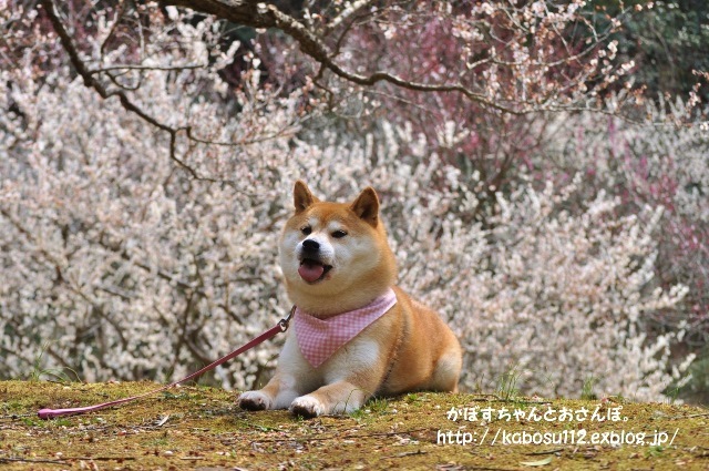 春はまぼろし_a0126590_23124998.jpg
