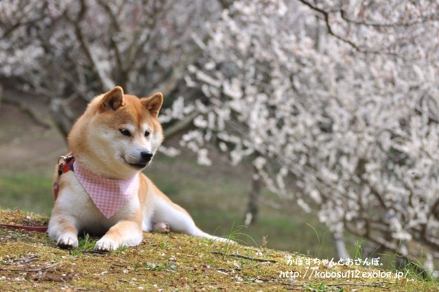 春はまぼろし_a0126590_23131821.jpg